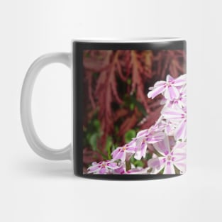 Phlox Subulata Candy Stripe Mug